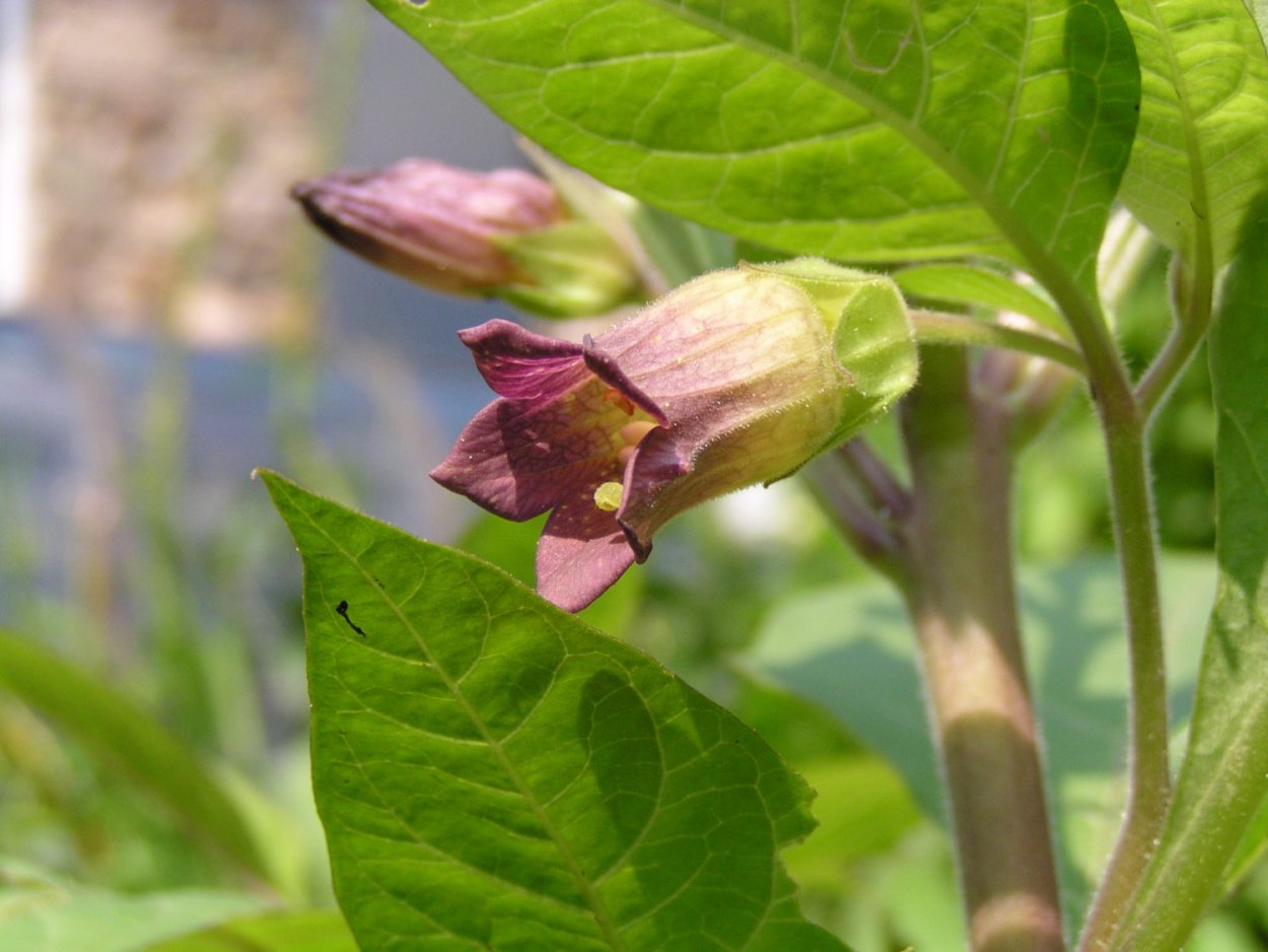 Atropa Belladonna Flower