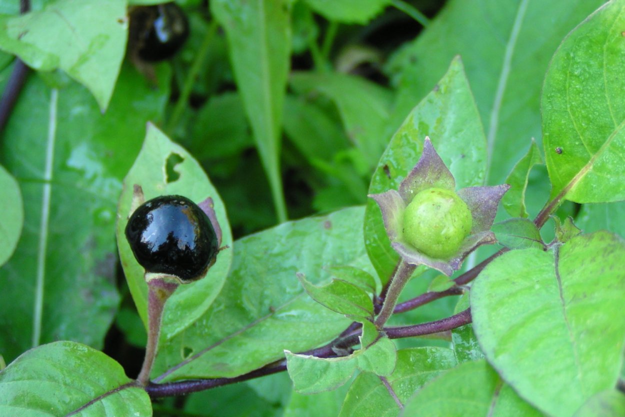 Семена белладонны