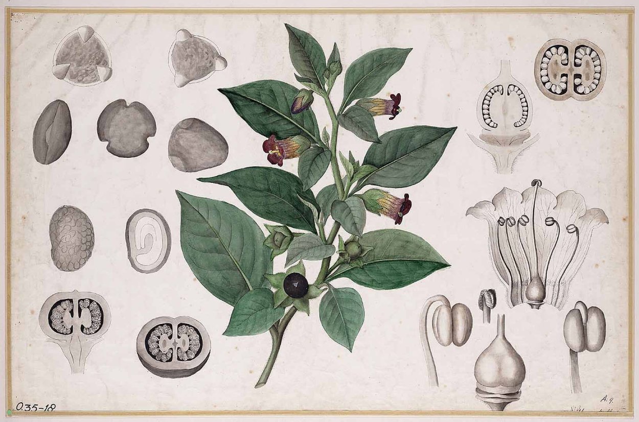 Красавка белладонна гербарий