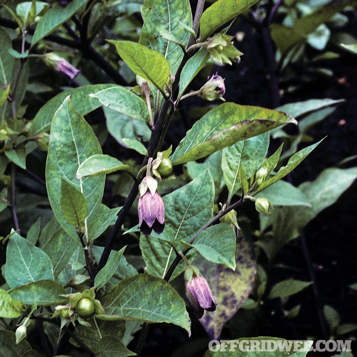 Красавка белладонна