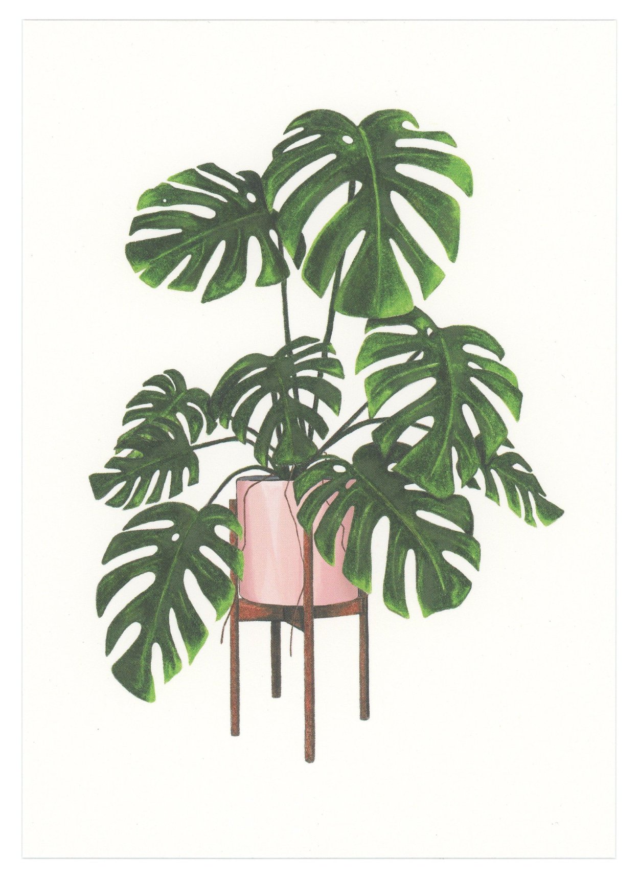 Монстера Делициоза (Monstera deliciosa)