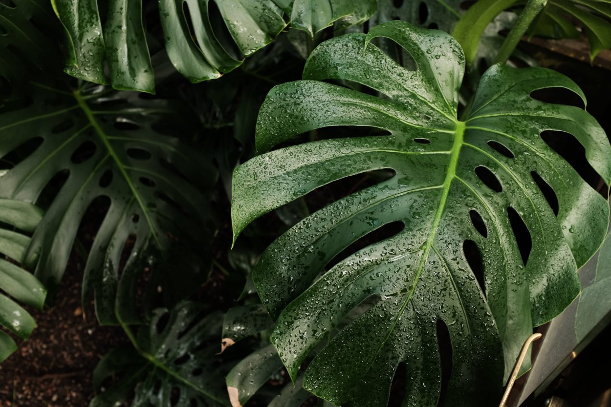 Монстера (Monstera deliciosa) плод