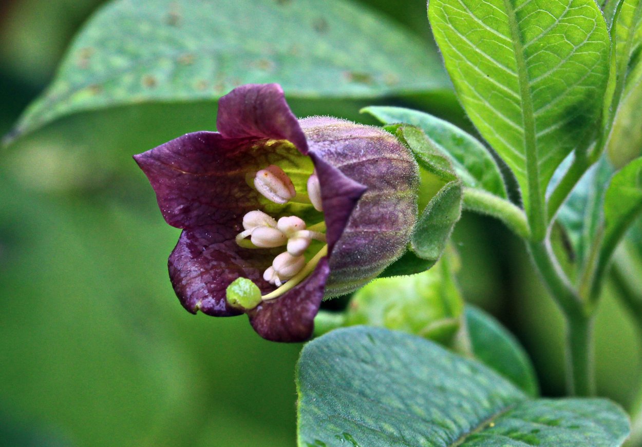 Красавка белладонна atropa belladonna