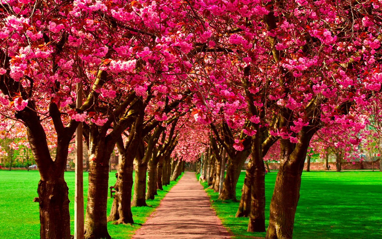 Цветочное дерево