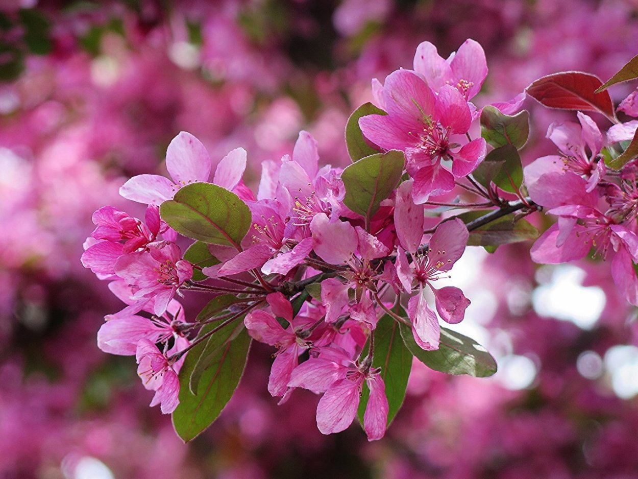 Яблоня Пинк Роуз