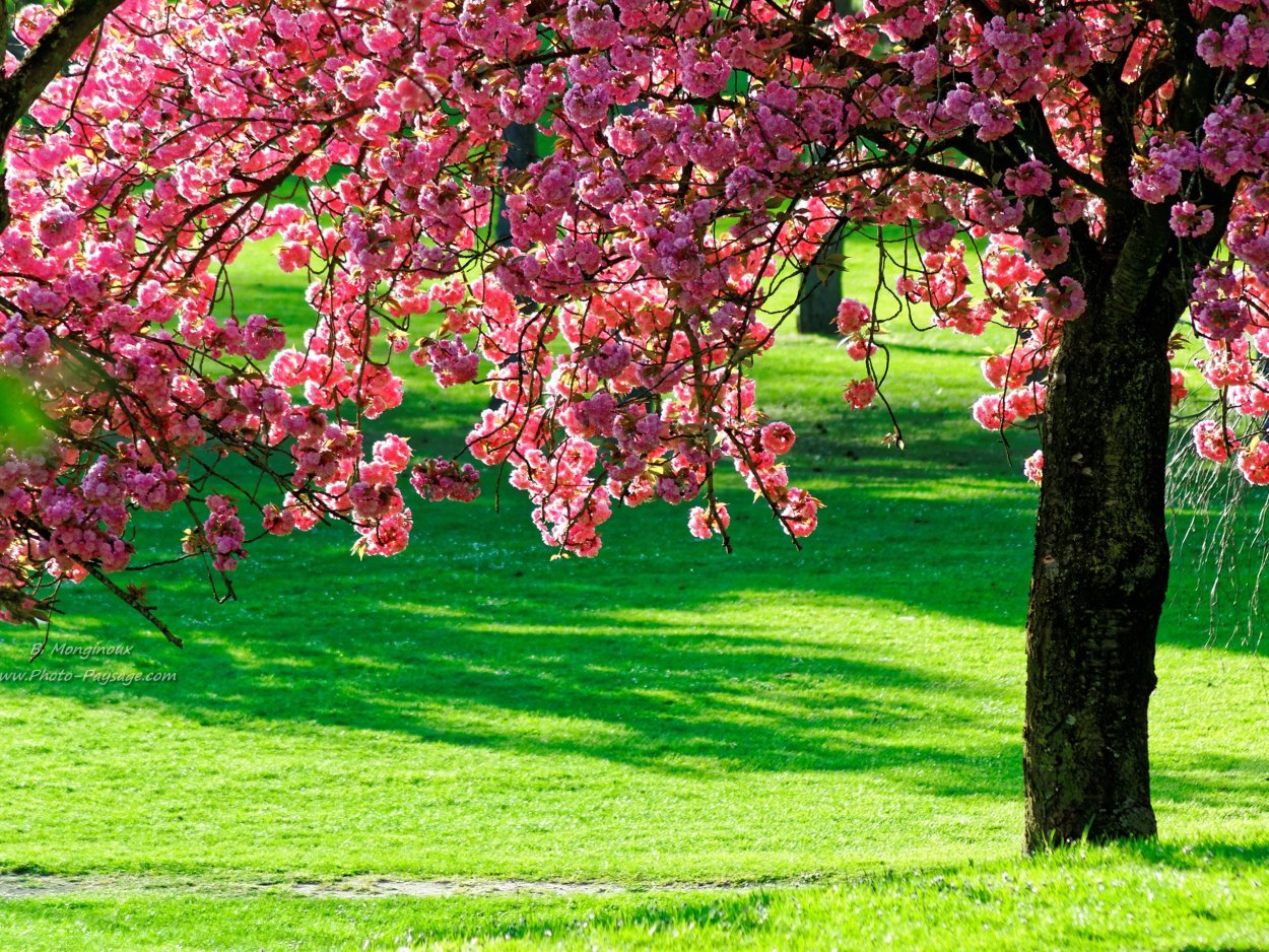 Цветущий сад