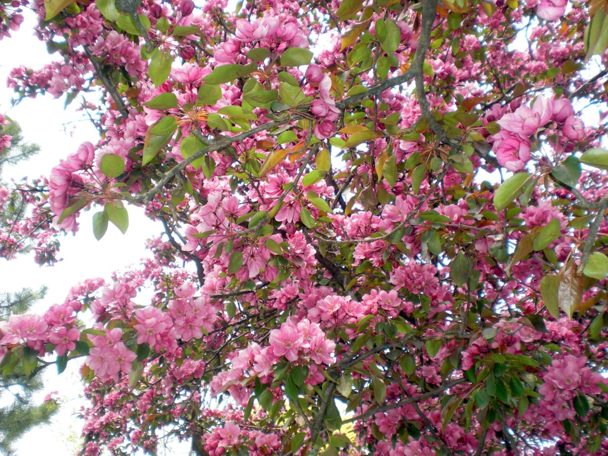 Ирга розовое цветение