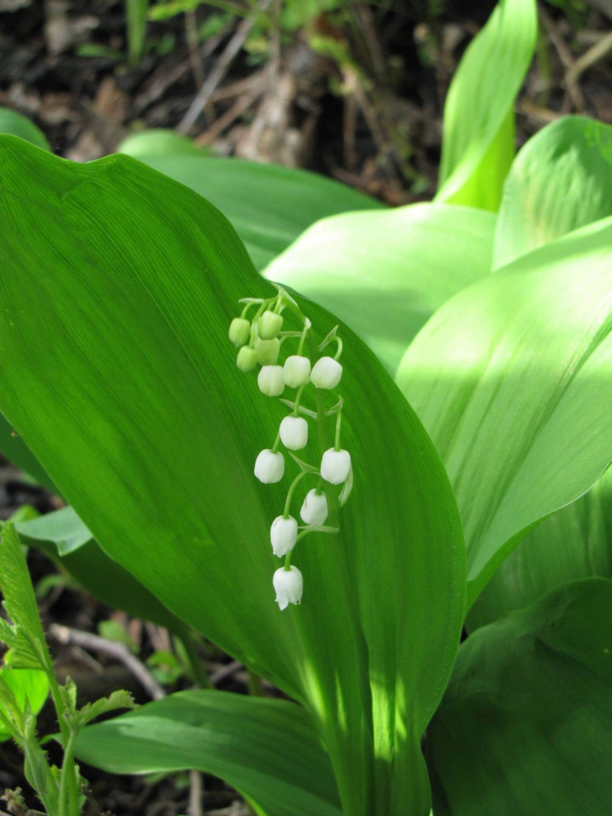Ландыш Кейске Convallaria keiskei