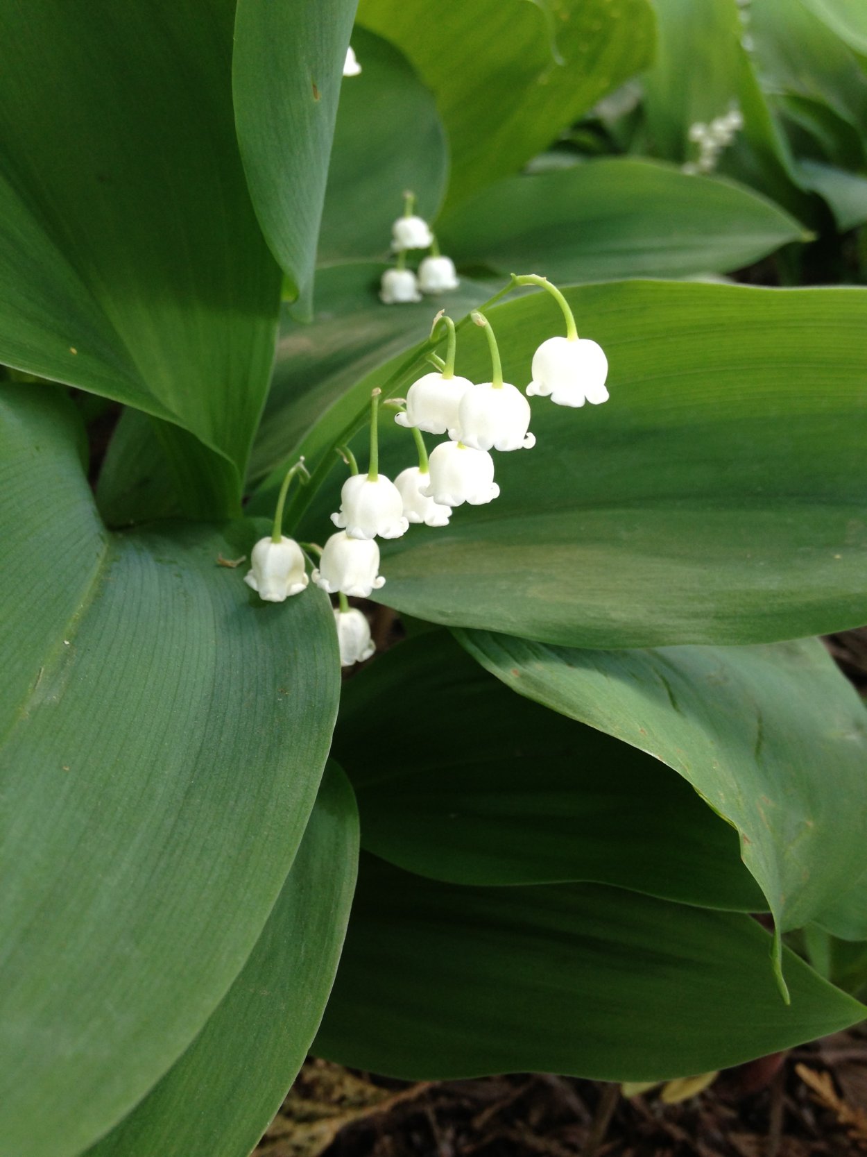 Ландыш Кейске Convallaria keiskei