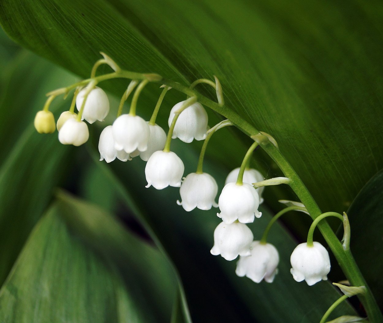 Ландыш Кейске Convallaria keiskei
