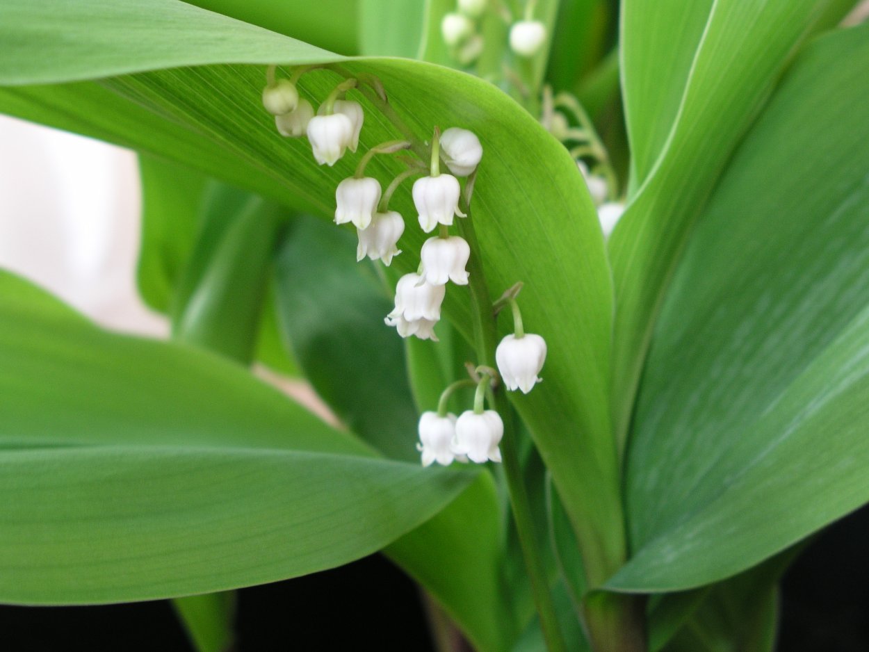 Ландыш Майский (Convallaria Majalis l.)