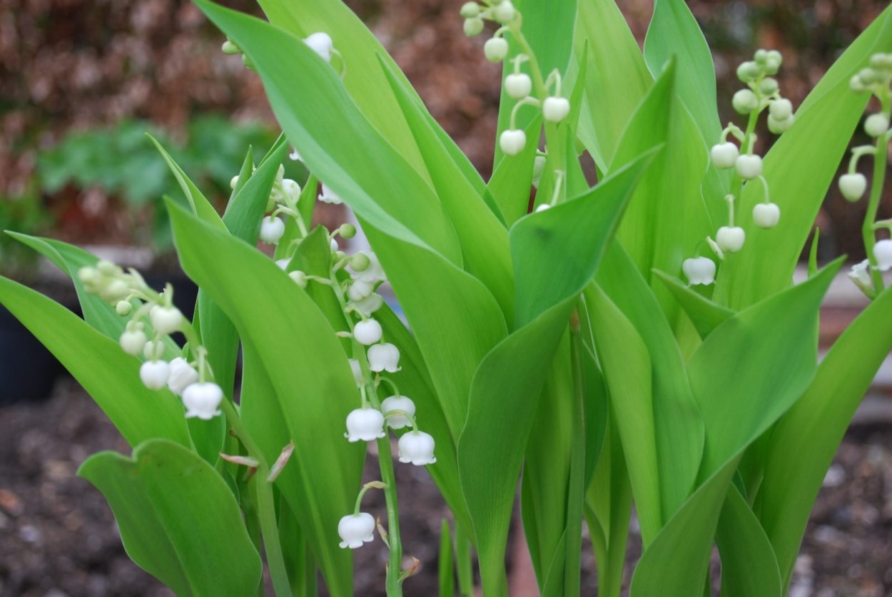 Ландыш горный Convallaria Montana