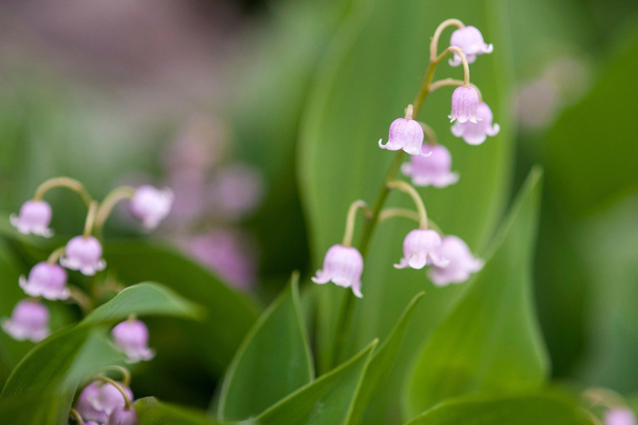 Convallaria latifolia