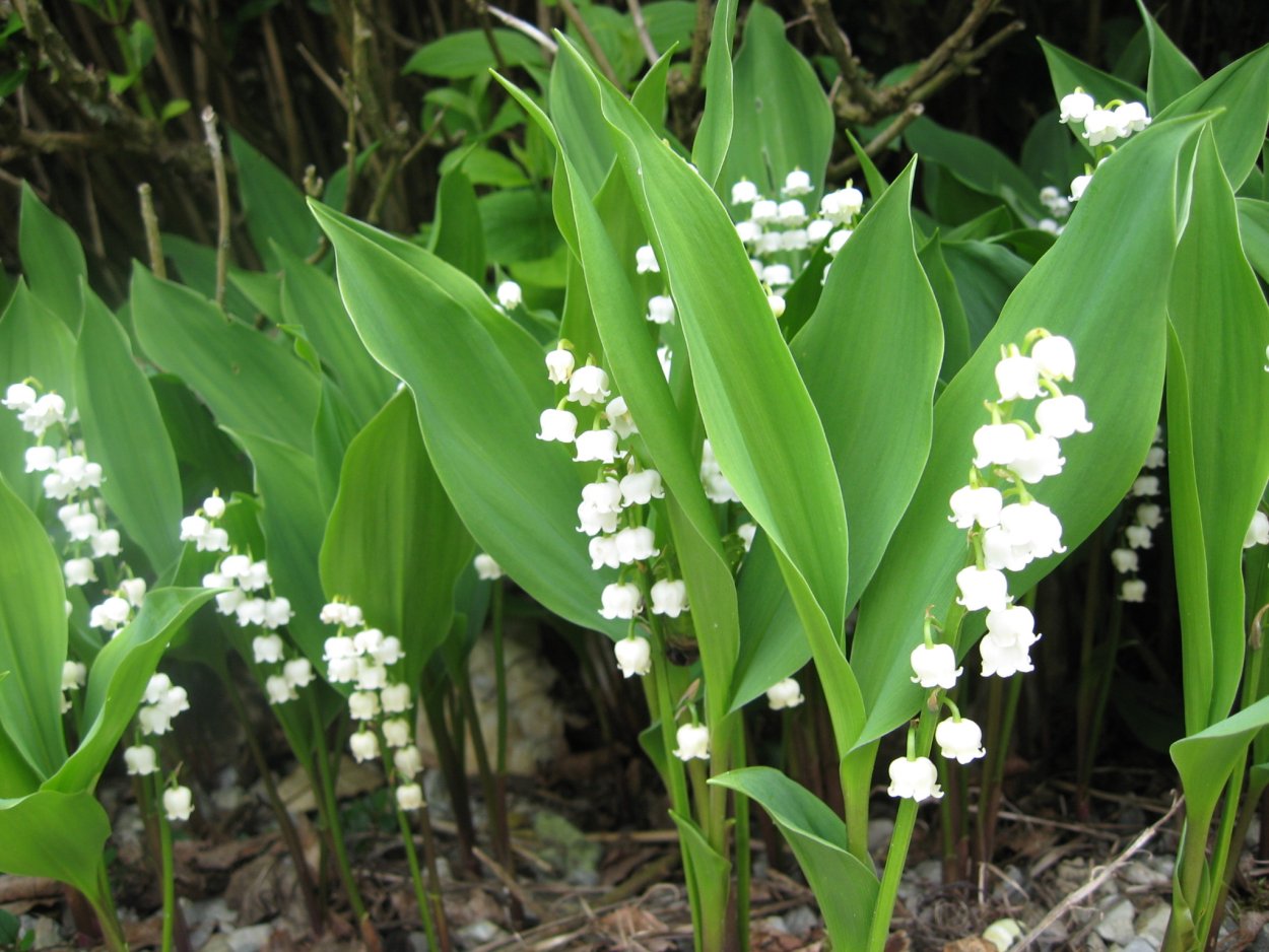 Ландыш Майский (Convallaria Majalis l.)