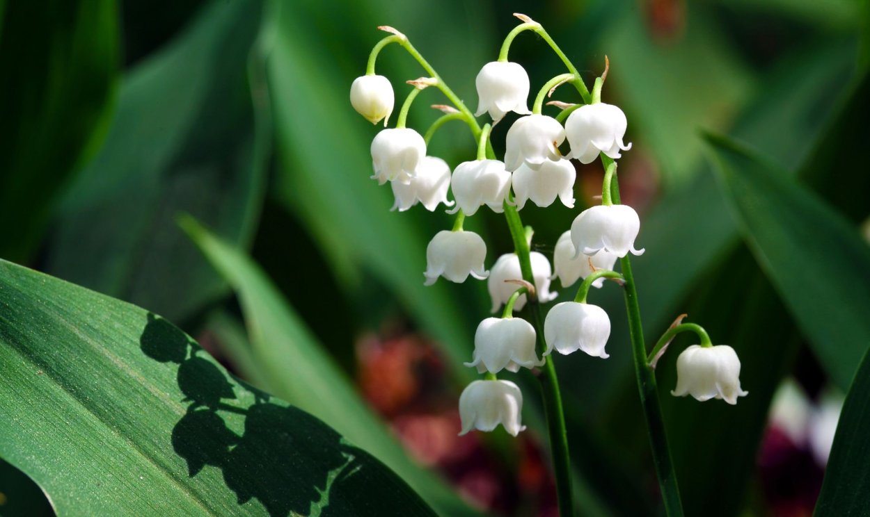 Ландыш Майский (Convallaria Majalis l.)