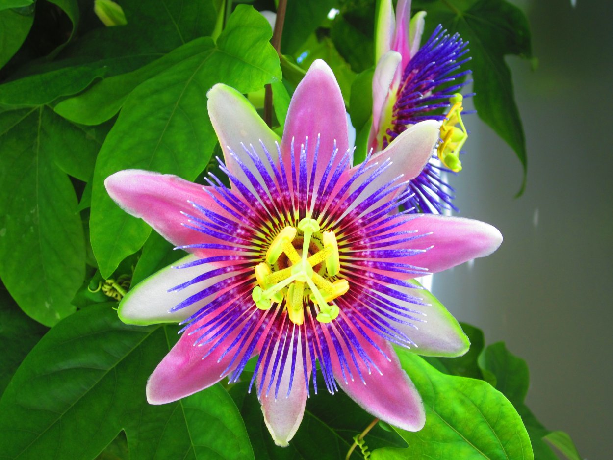 Пассифлора Вьюн