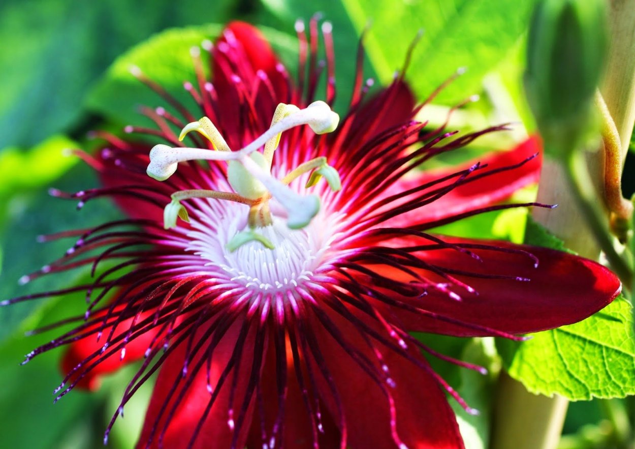 Пассифлора Кавалерийская звезда