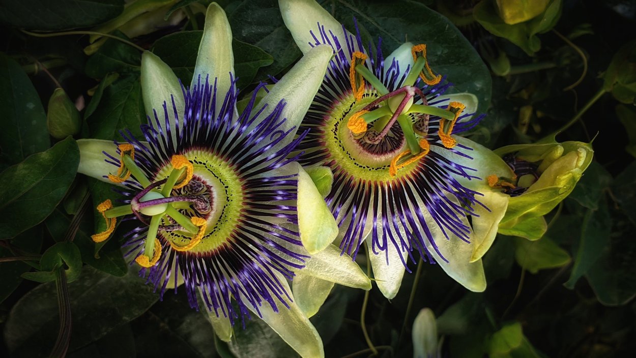 Редкие цветы Египта