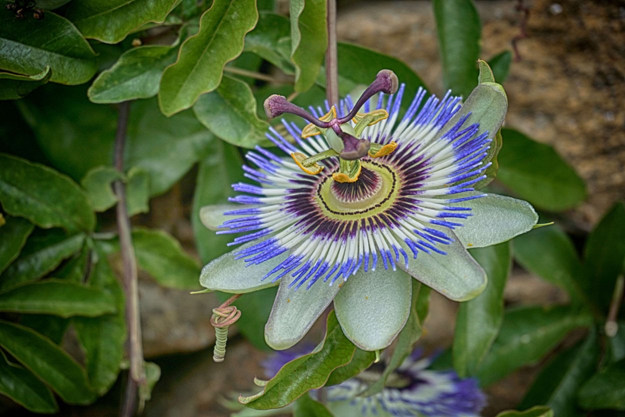 Пассифлора гранадилла