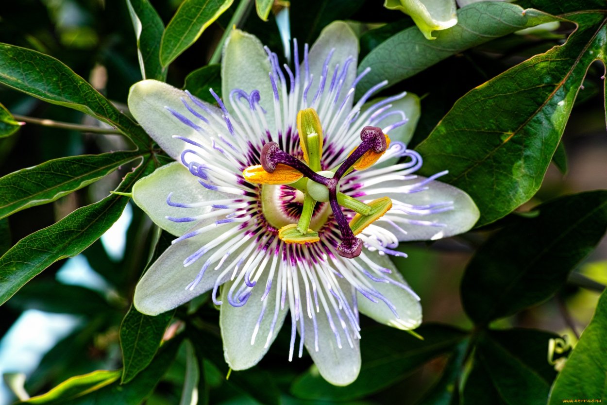Страстоцвет маракуйя