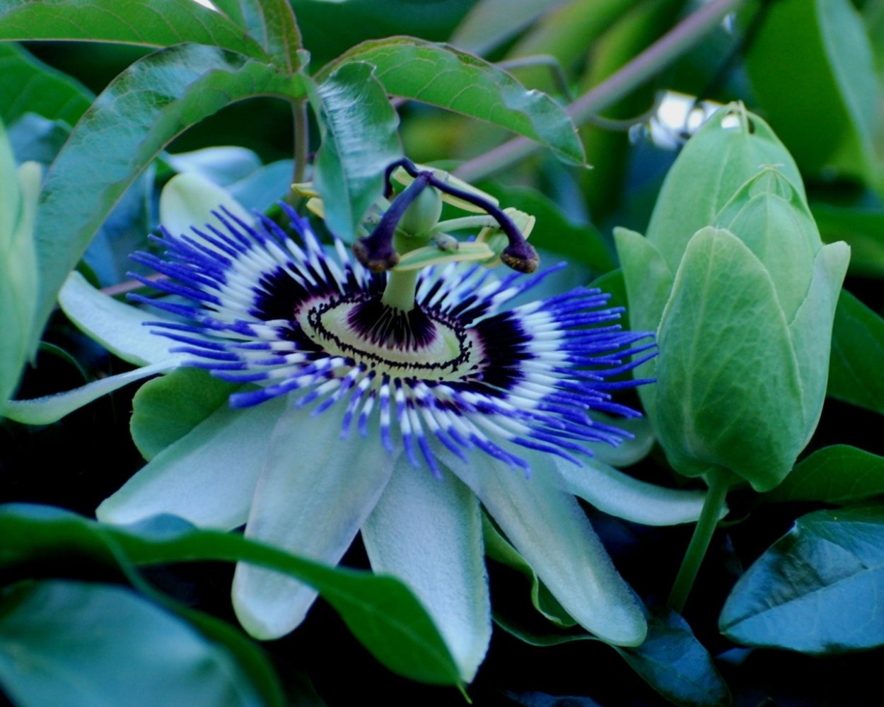 Пассифлора воплощенная