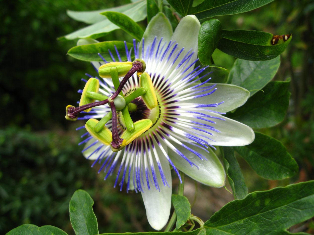 Пассифлора Прециоза