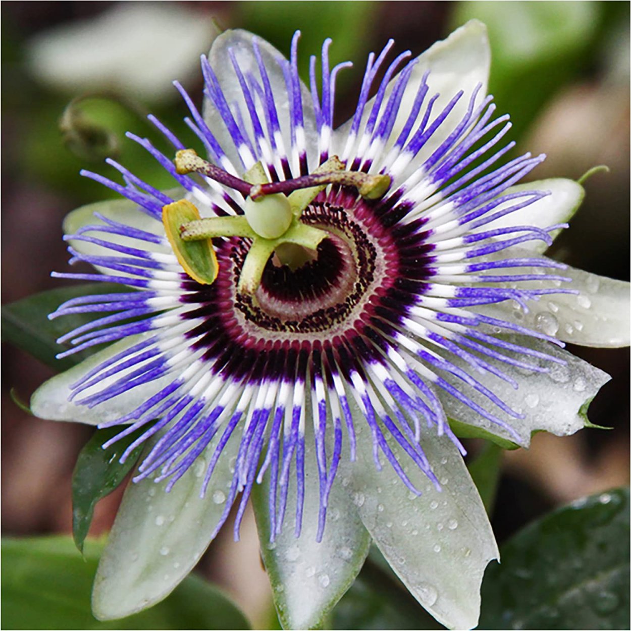 Необычные цветы