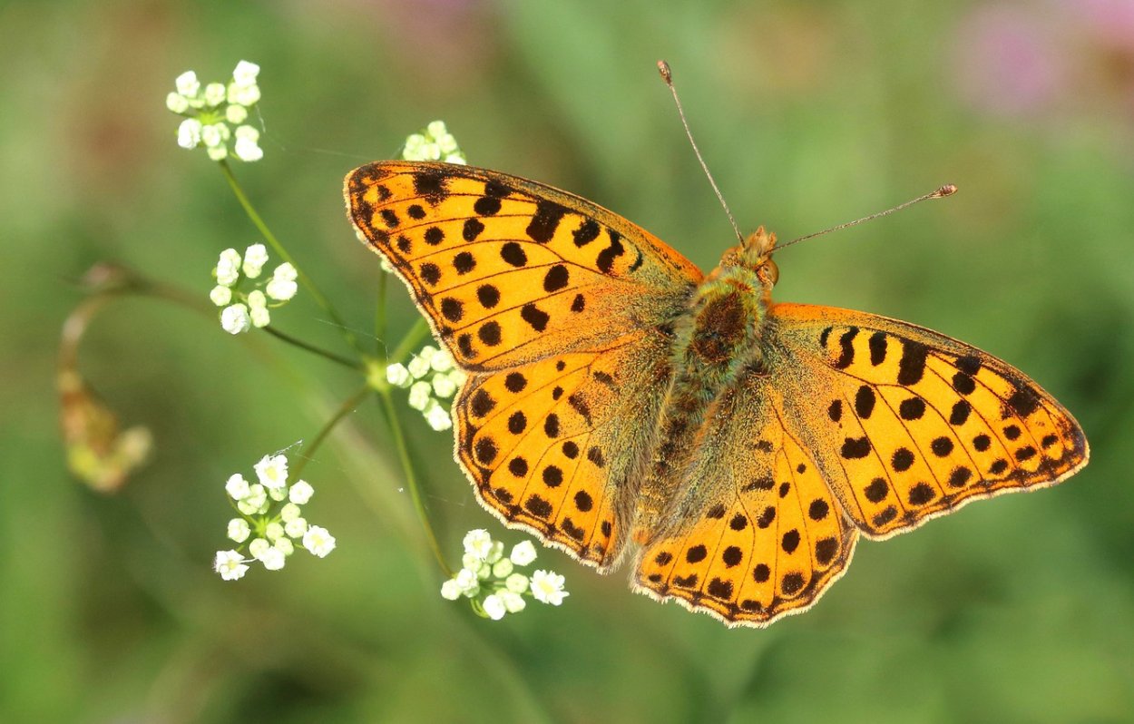 Симметрия в природе бабочка