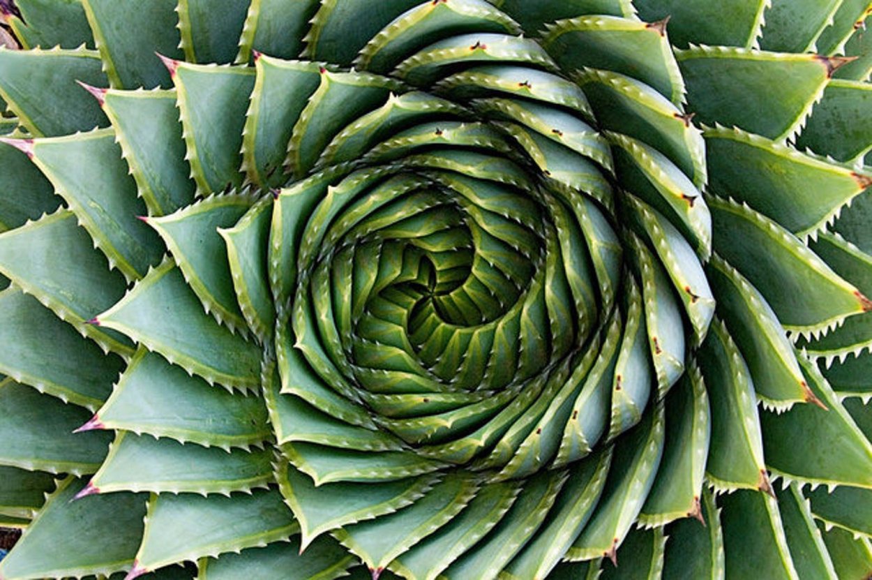 Алоэ Филлотаксис