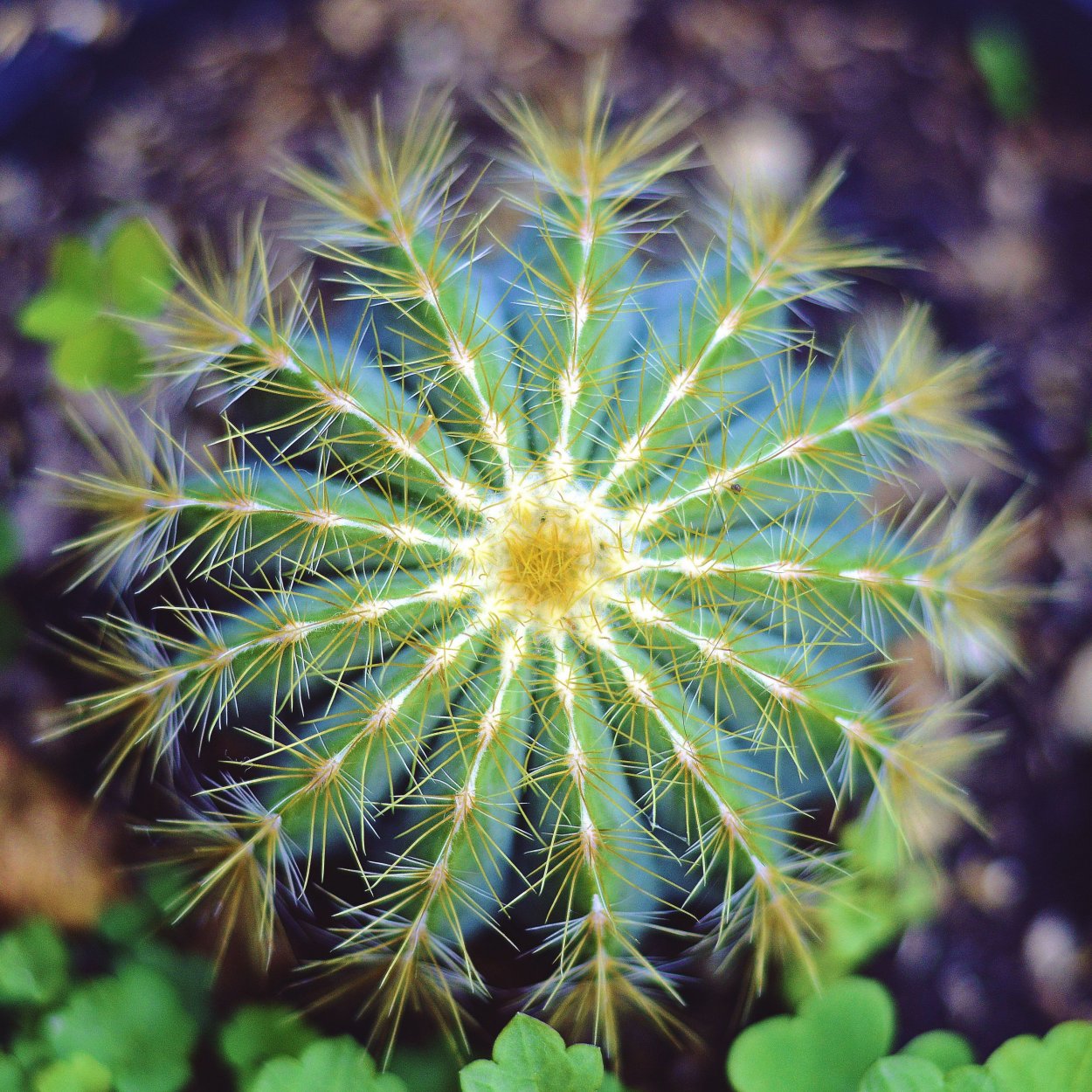 Симметрия в природе