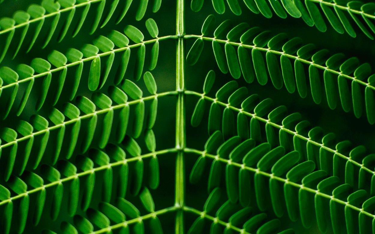 Симметричный лист растения