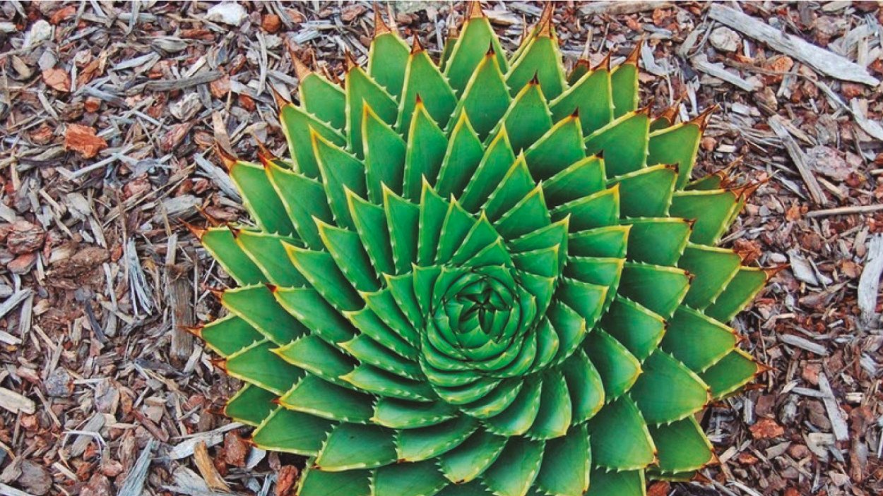 Алоэ Филлотаксис