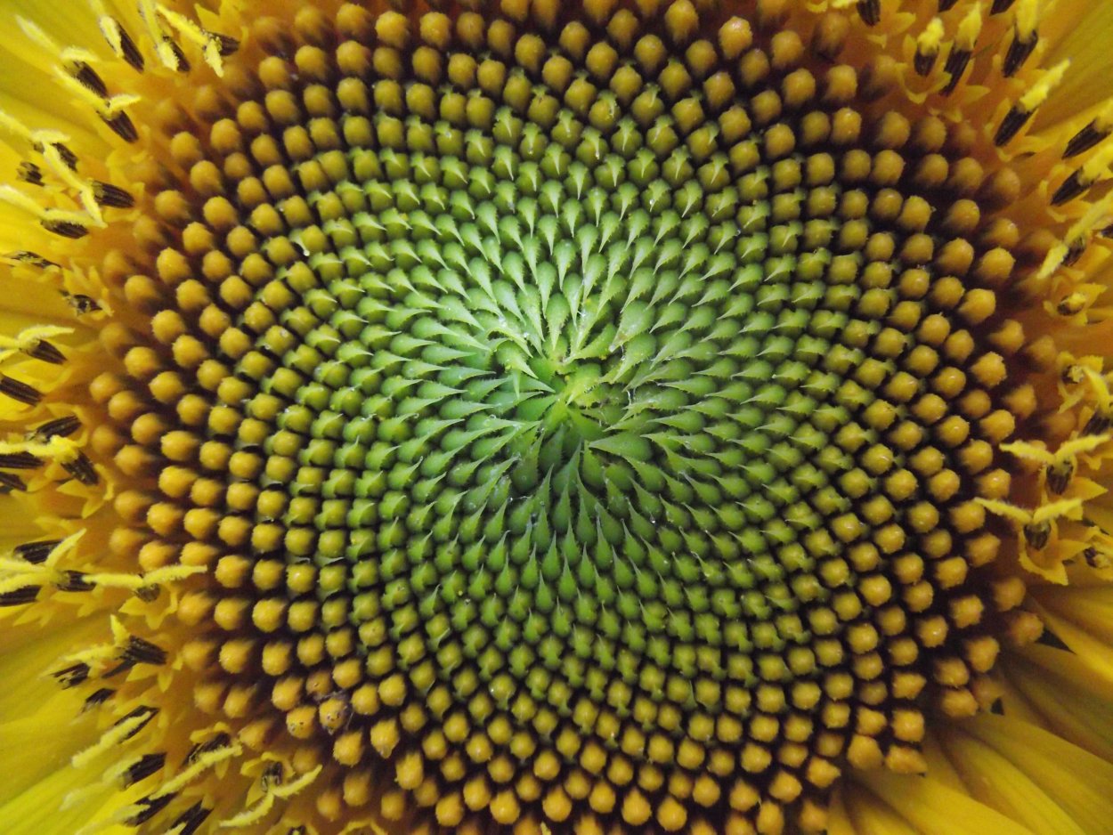 Sucesiones de fibonacci en la naturaleza