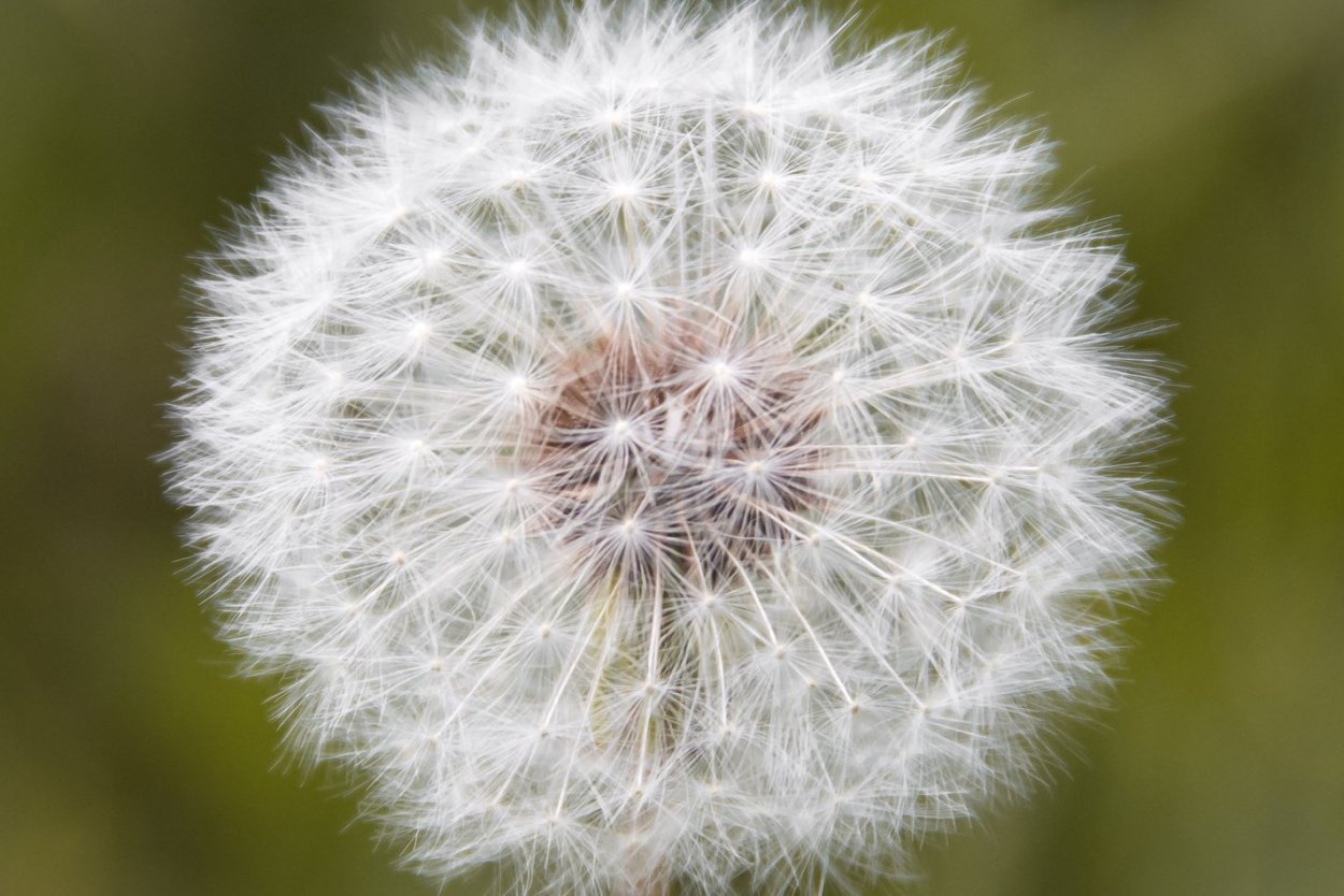Геометрия в природе
