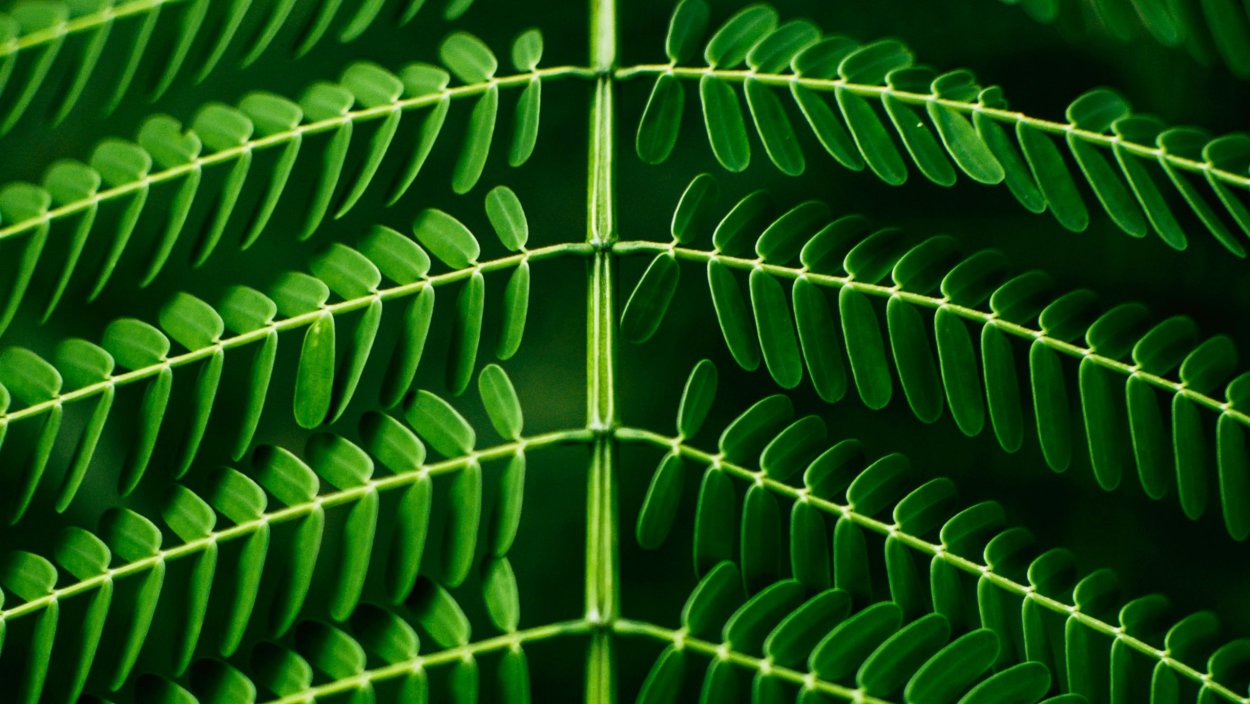 Симметричный лист