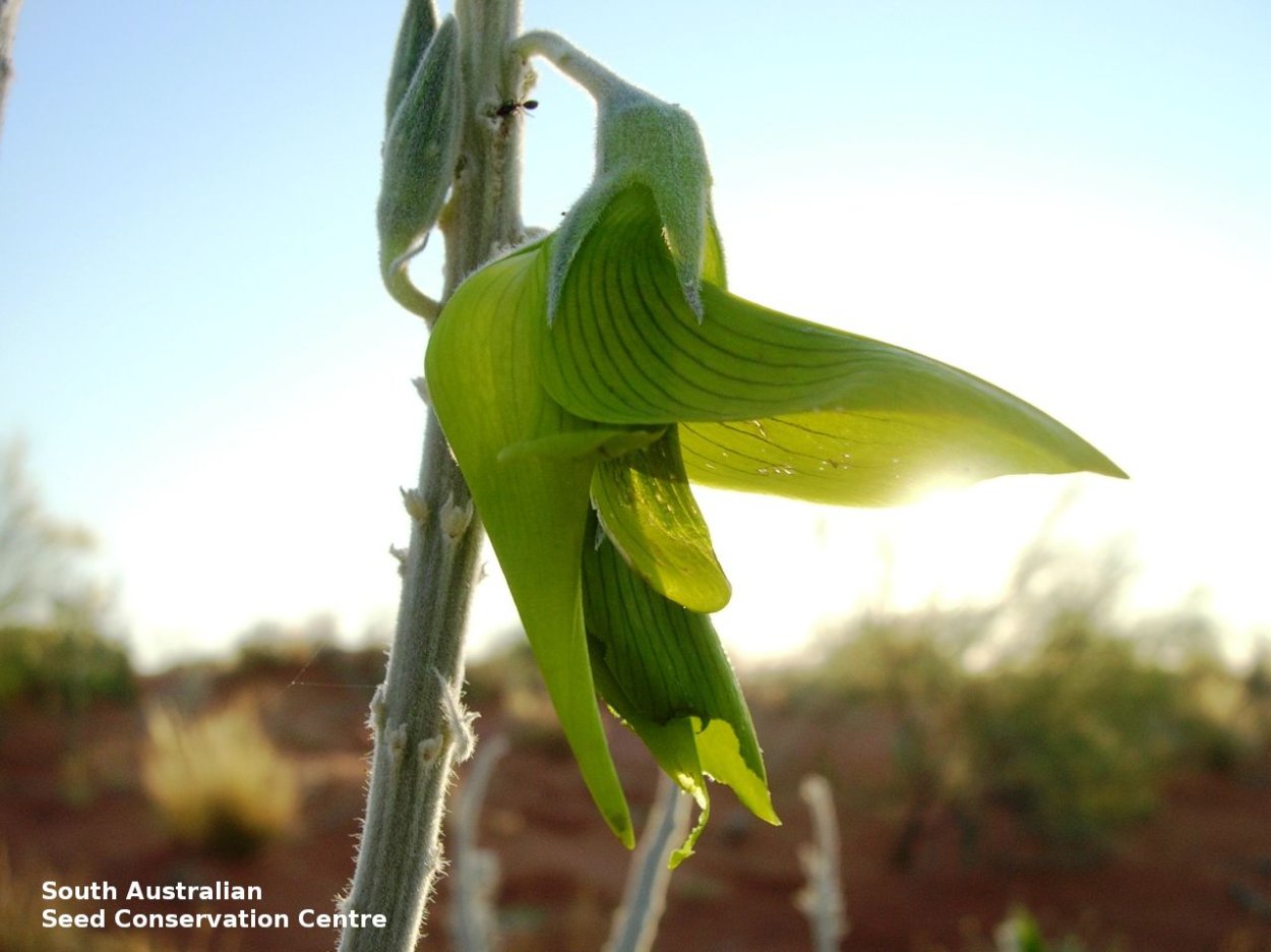 Crotalaria cunninghamii цветок