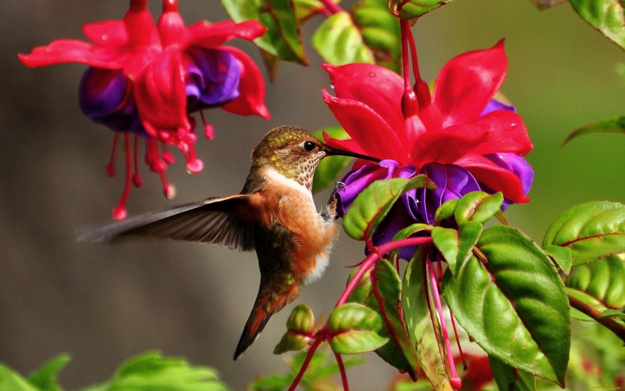 Охристый Колибри в России