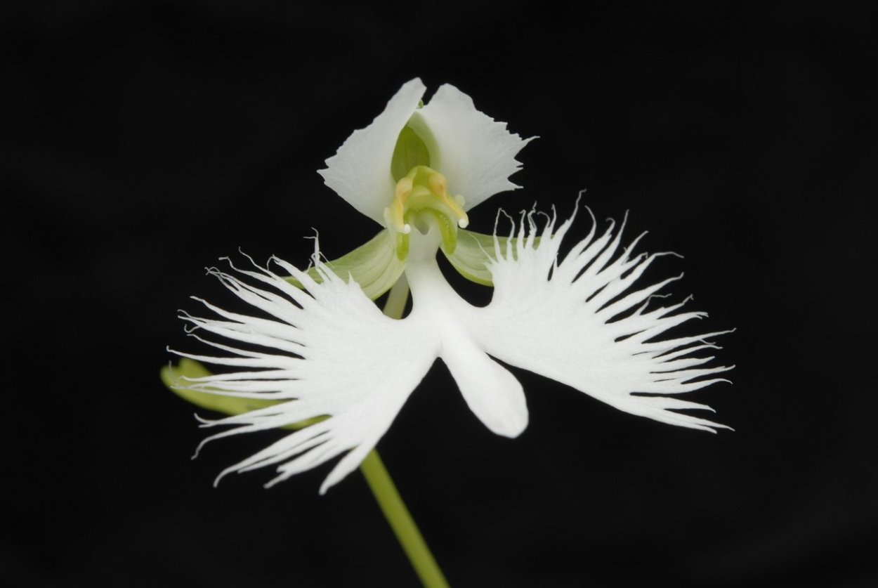 Хабенария Радиата белая цапля. Habenaria Radiata
