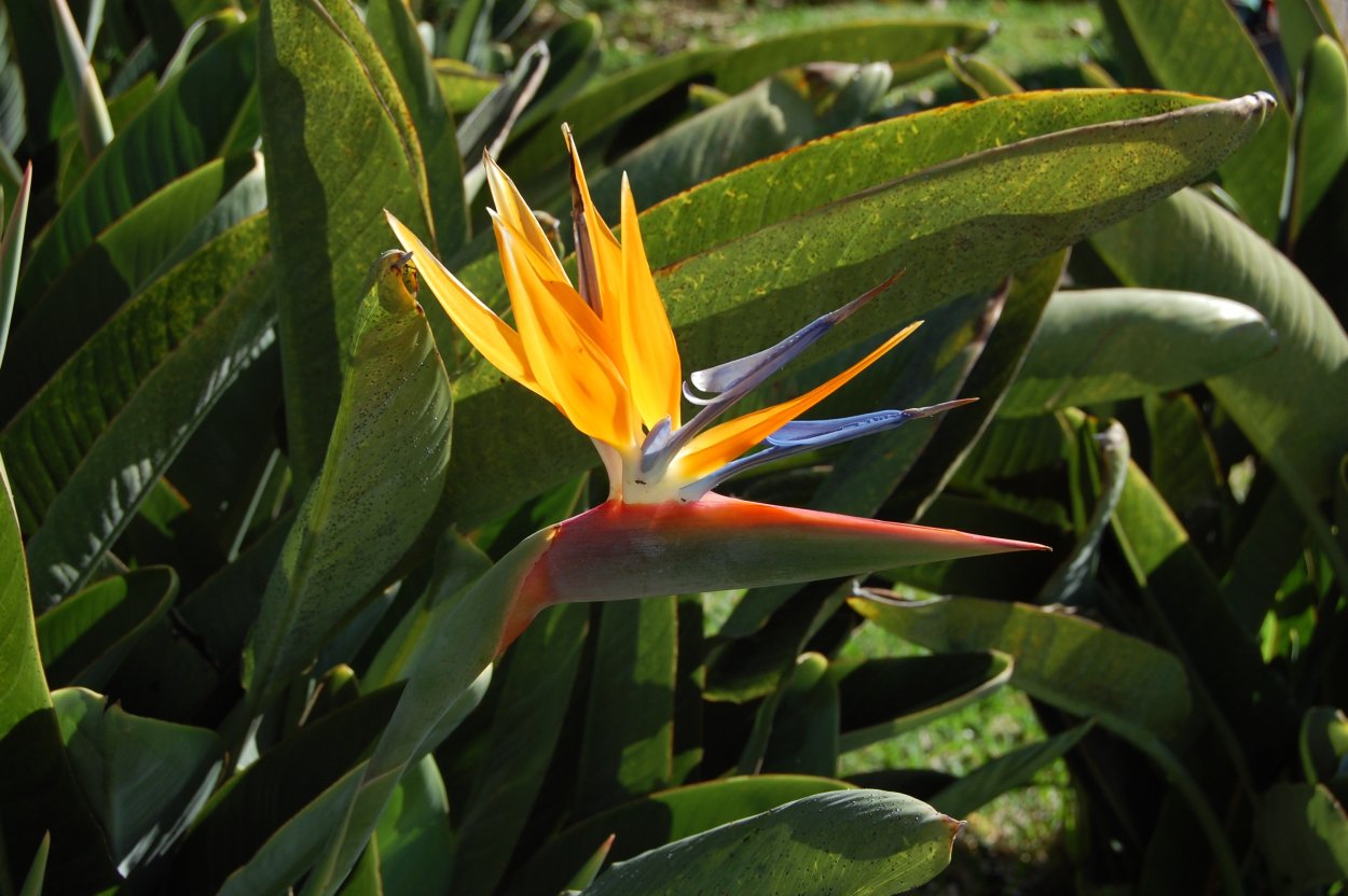 Стрелиция зеленая