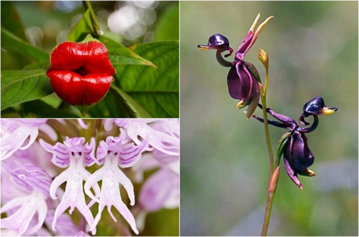 Хары Бюльбюль