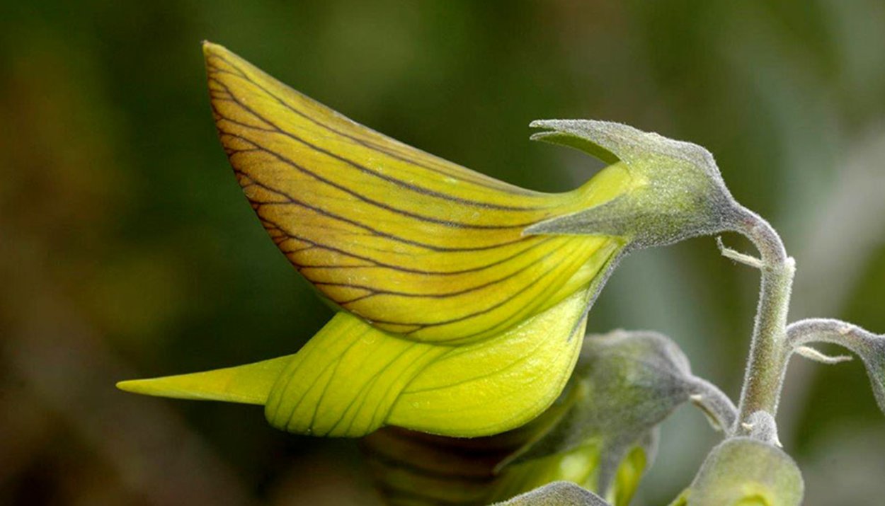Crotalaria cunninghamii