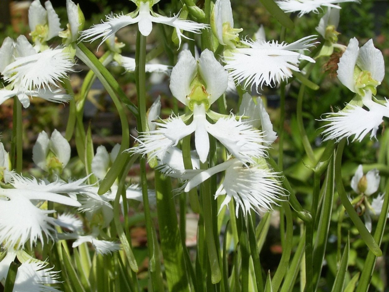 Орхидея хабенария Радиата (Habenaria Radiata)
