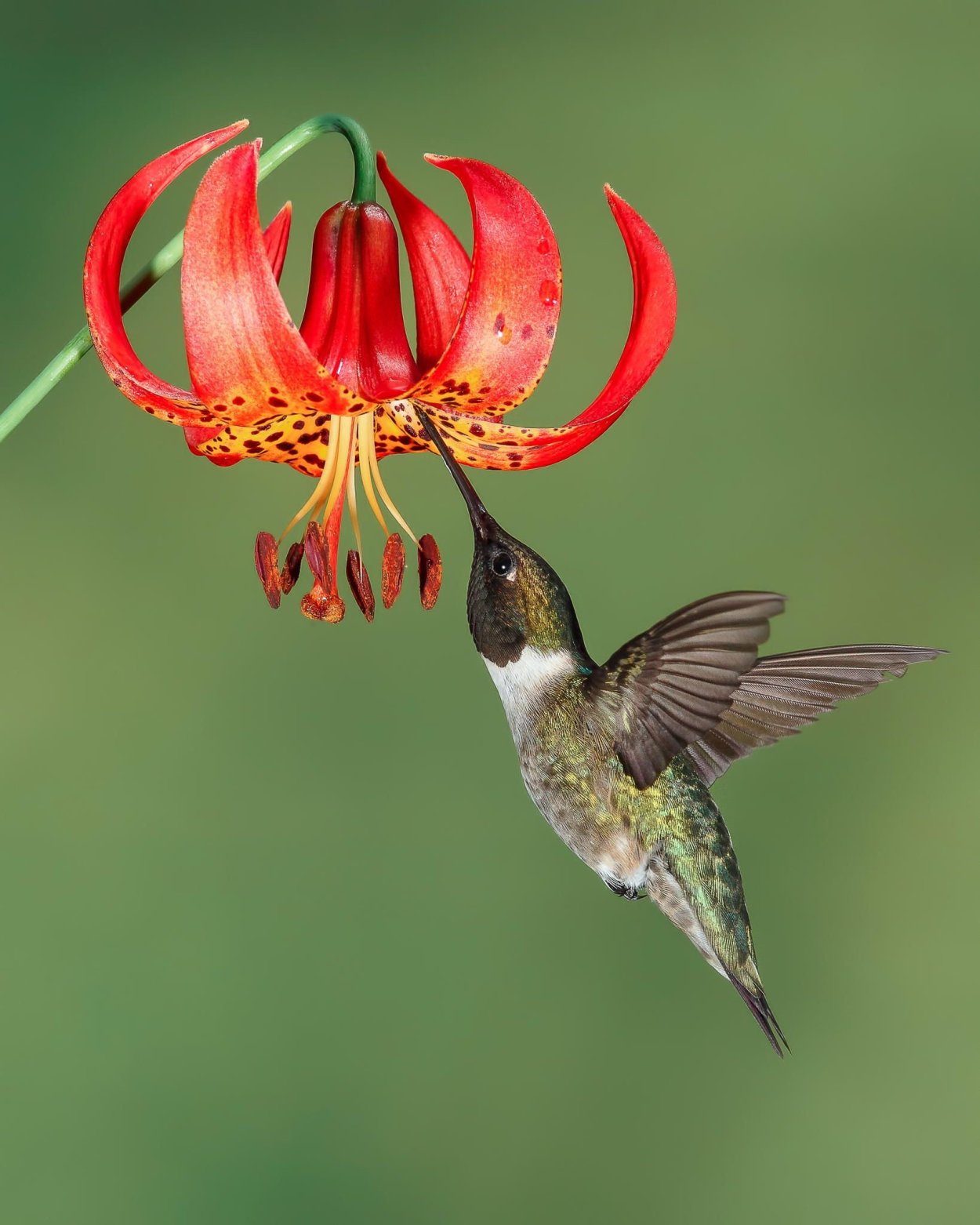 Цветок похожий на райскую птицу