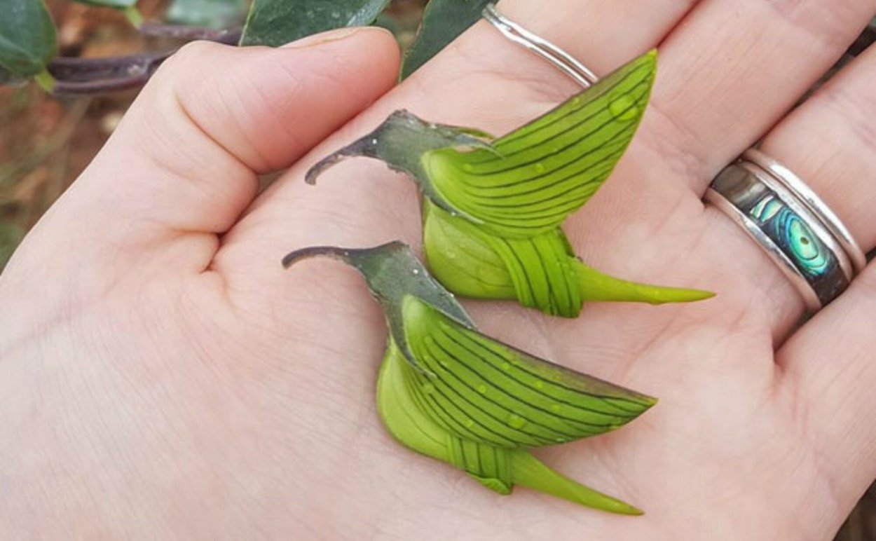 Crotalaria cunninghamii