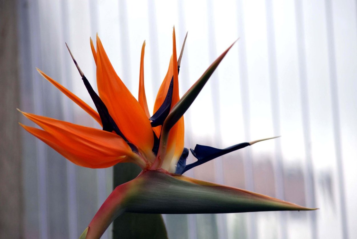 Стрелиция в интерьере