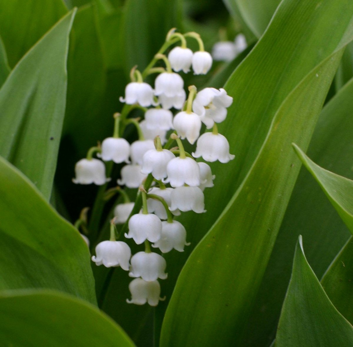 Ландыш Майский grandiflora