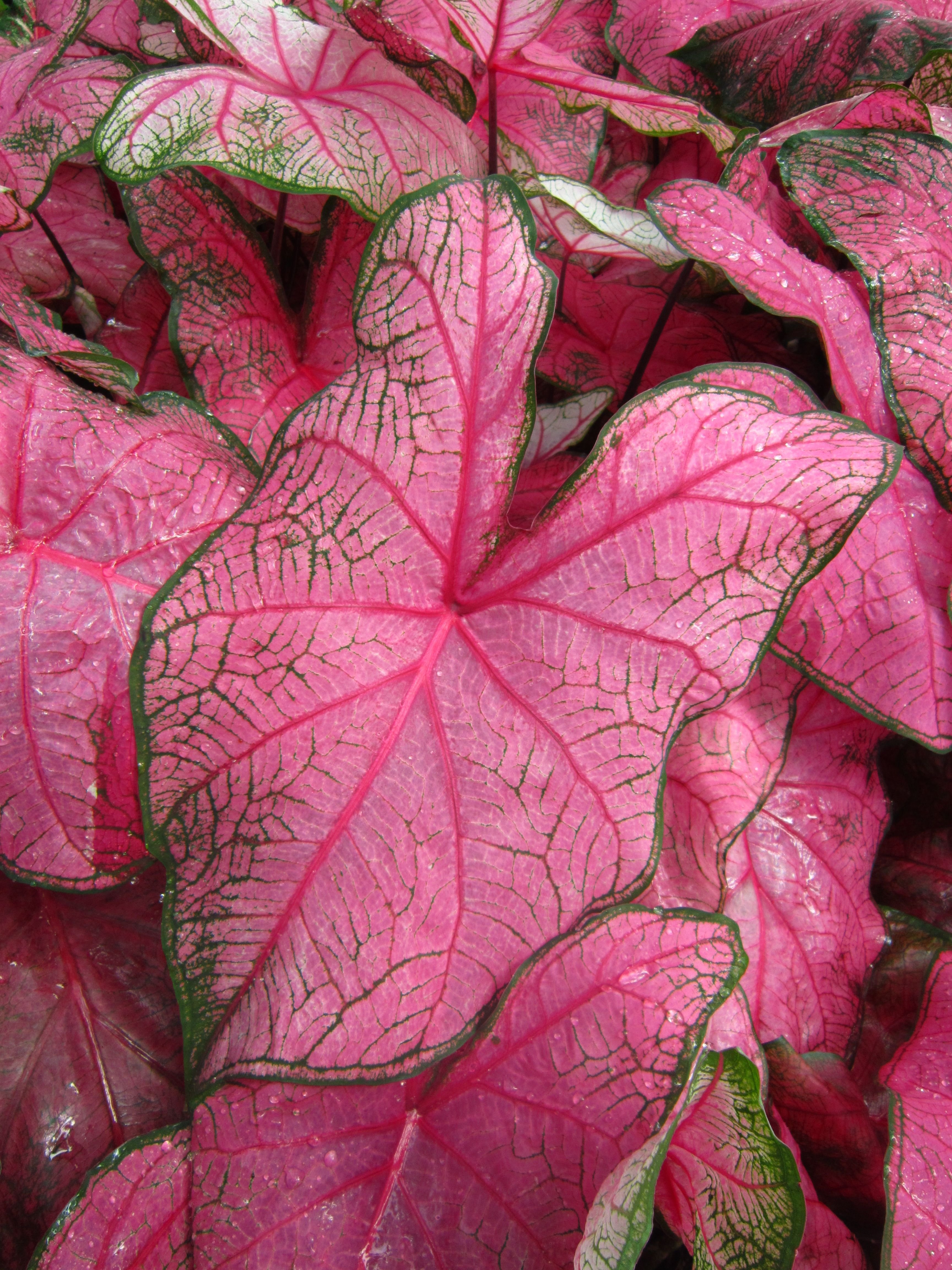 Комнатное растение с розовыми листьями. Каладиум Pink. Цветы каладиум Пинк. Каладиум Pink Panther. Каладиум Seafoam Pink.