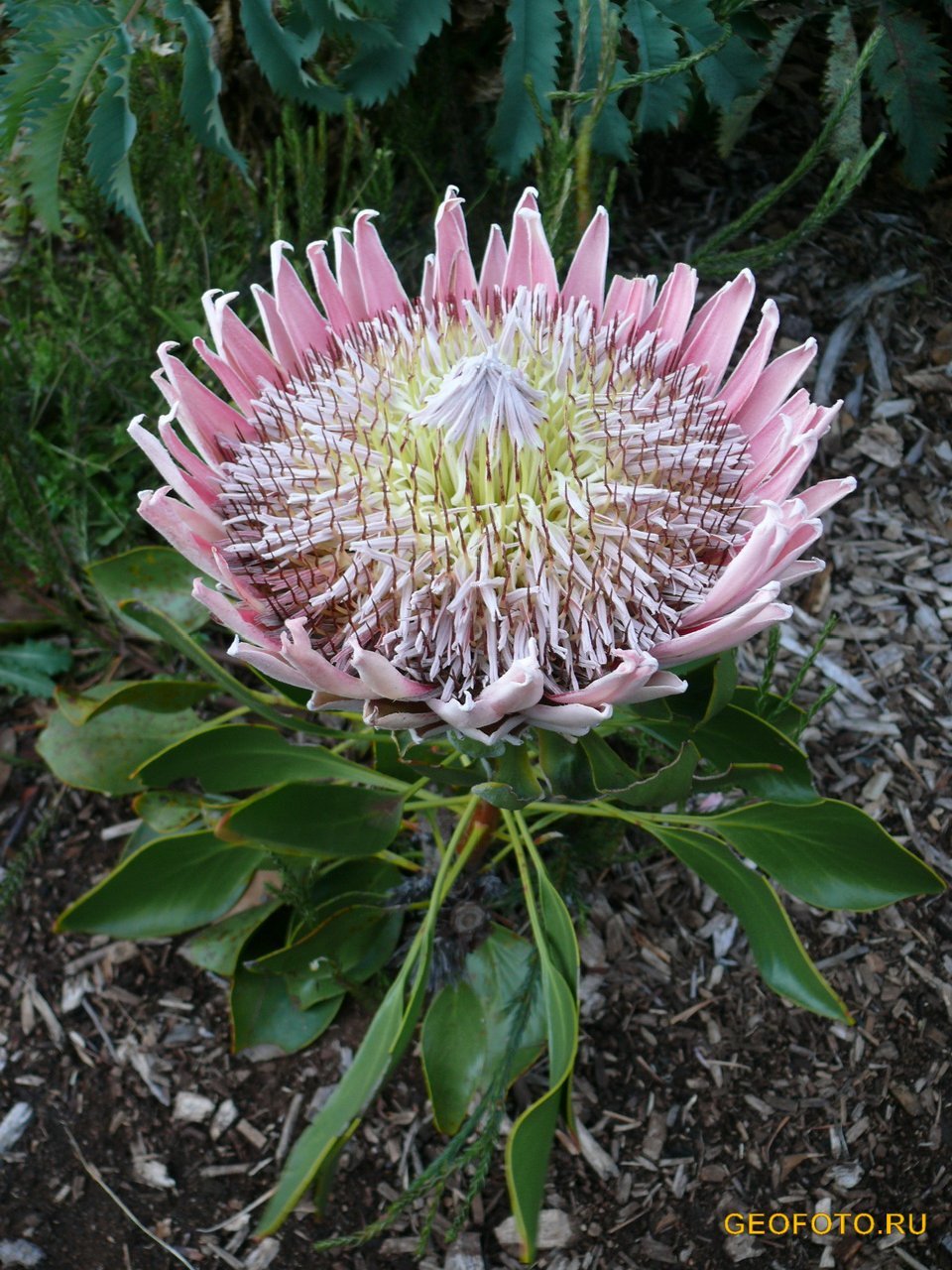 Protea lepidocarpodendron