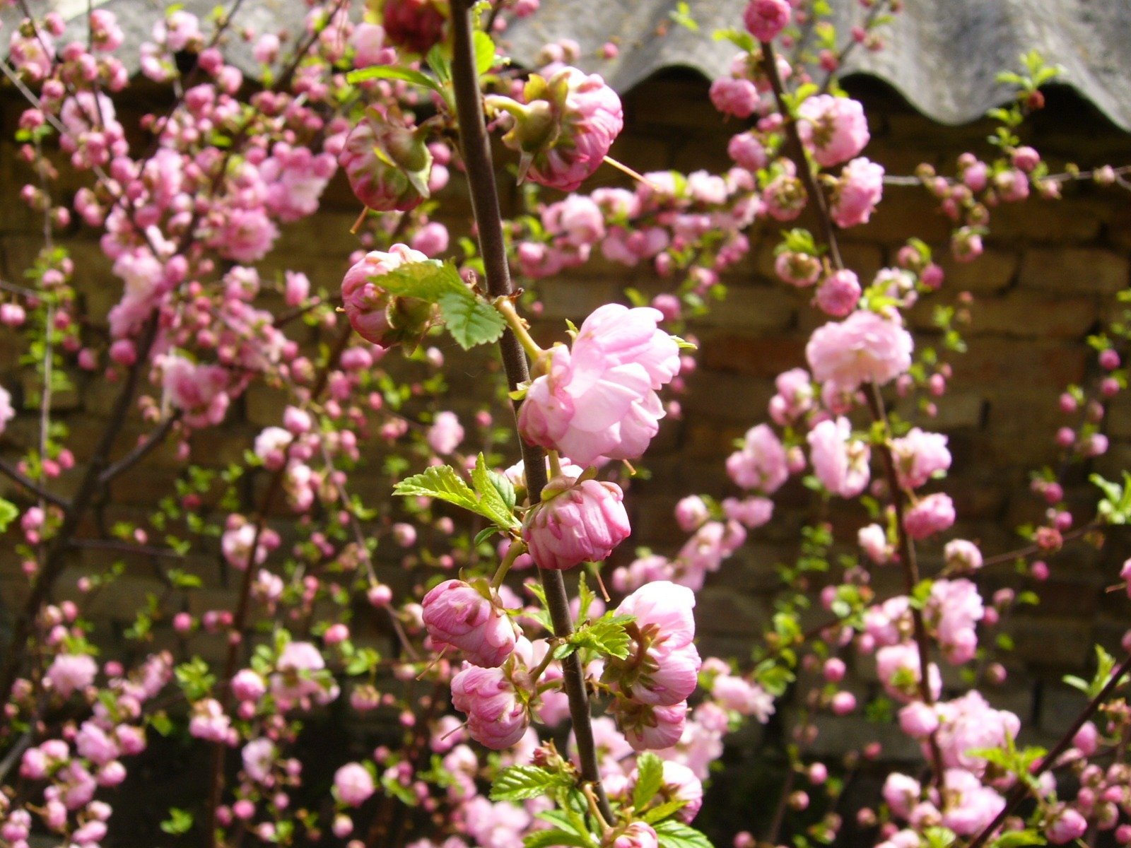 Кустарники ранней весной с названиями. Дейция розовая. Куст розовые цветы. Розовый кустарник. Кустик с розовыми цветочками.