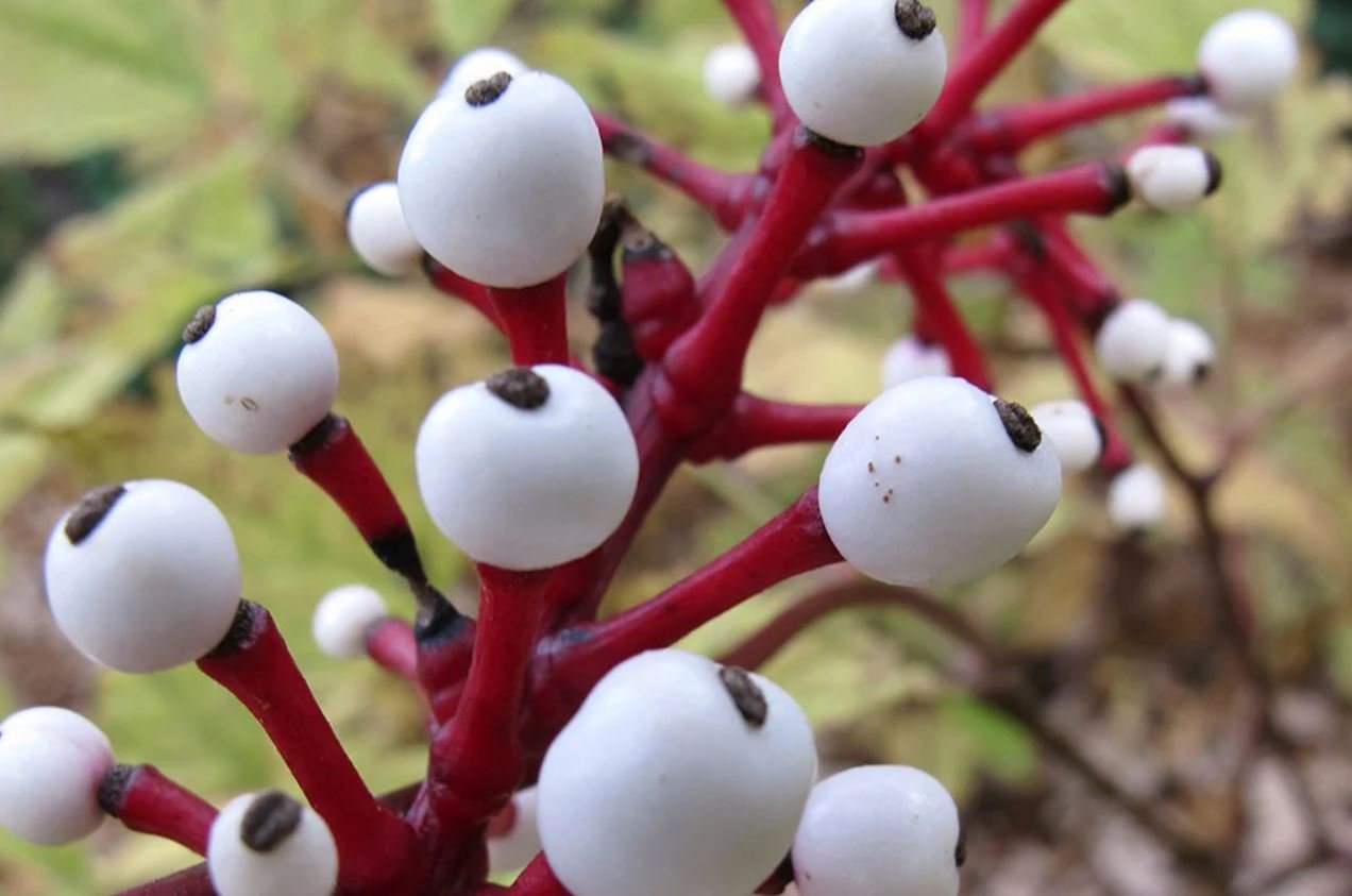 Dangerous plants. Воронец толстоножковый. Ядовитое растение Воронец толстоножковый. Кукольные глазки (белый Воронец). Воронец толстоножковый или кукольные глазки.